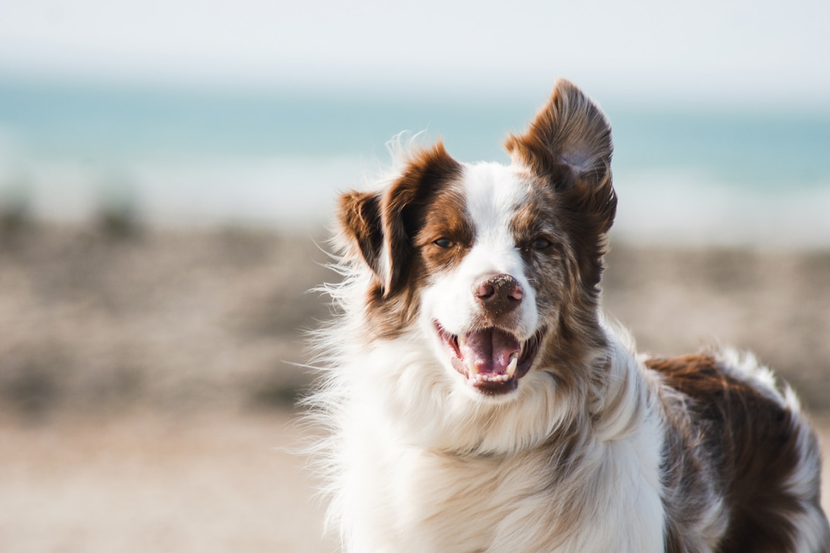 A border collie enjoying a sunny day at the beach