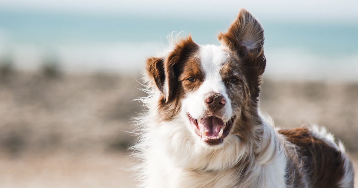 Local Dog Services, Vets, Walkers & Parks